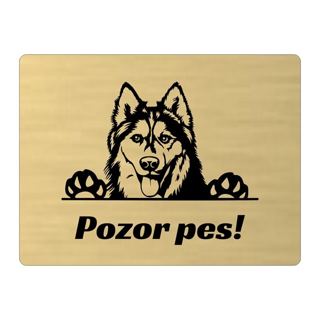 Zlatá tabuľka Pozor pes – vykúkajúci husky